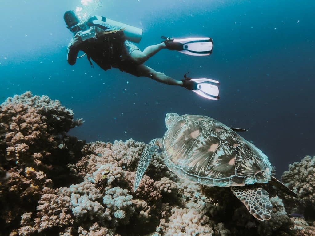 scuba diving person taking underwater photo of a turtle