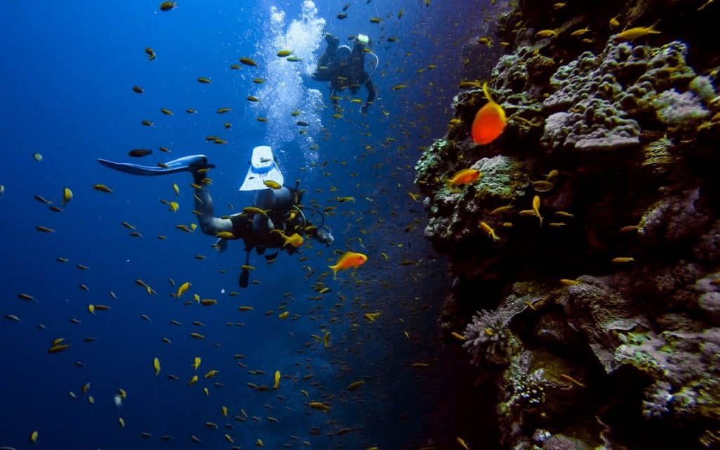 Man in Black Wet Suit and Diving Goggles in Water With School of Fish
