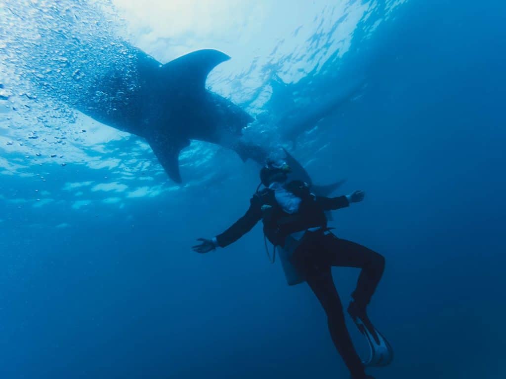 Diver in wetsuit swimming near shark underwater
