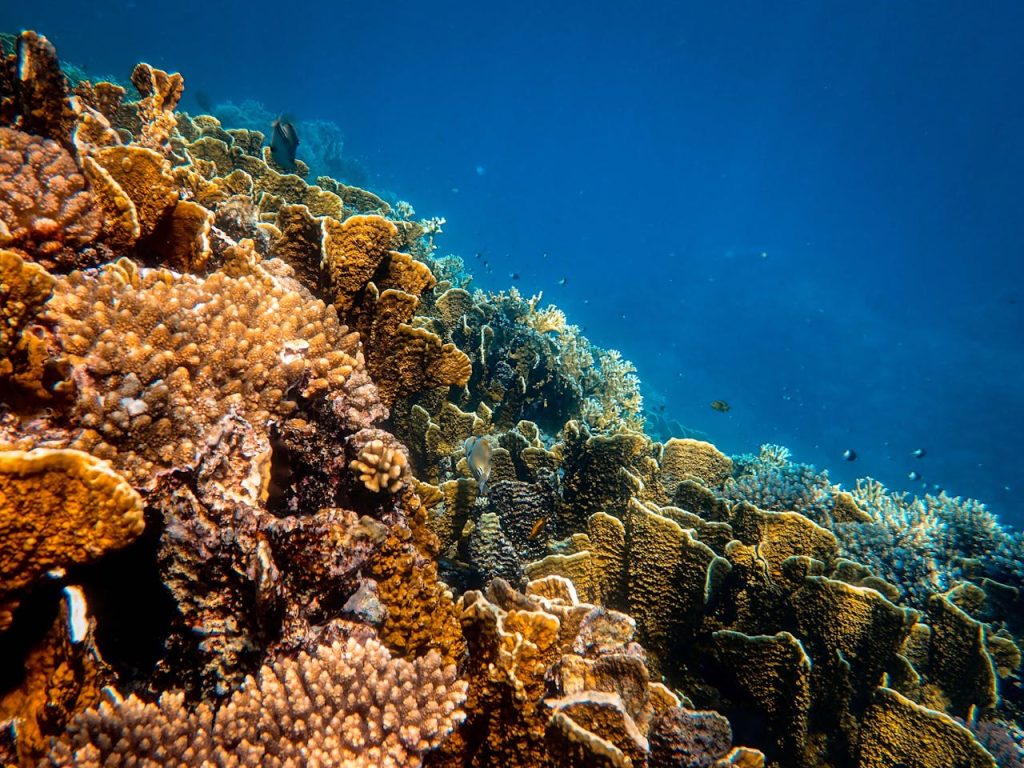 Photo Of Corals Underwater
