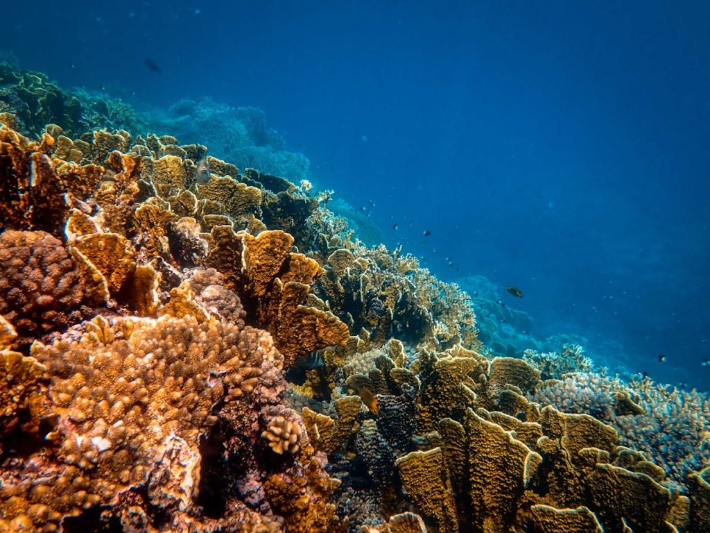 Sea plants and fishes under blue water
