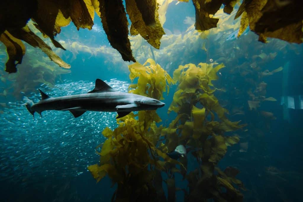 Underwater Photography of Seaweeds and Swimming Tiger Shark
