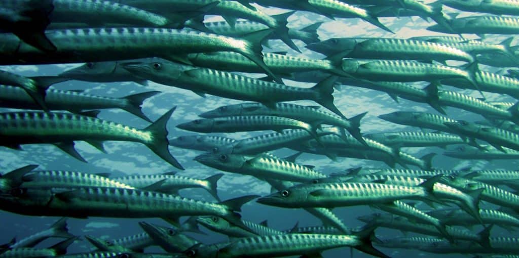 Gray and Silver School of Fish Underwater Photography
