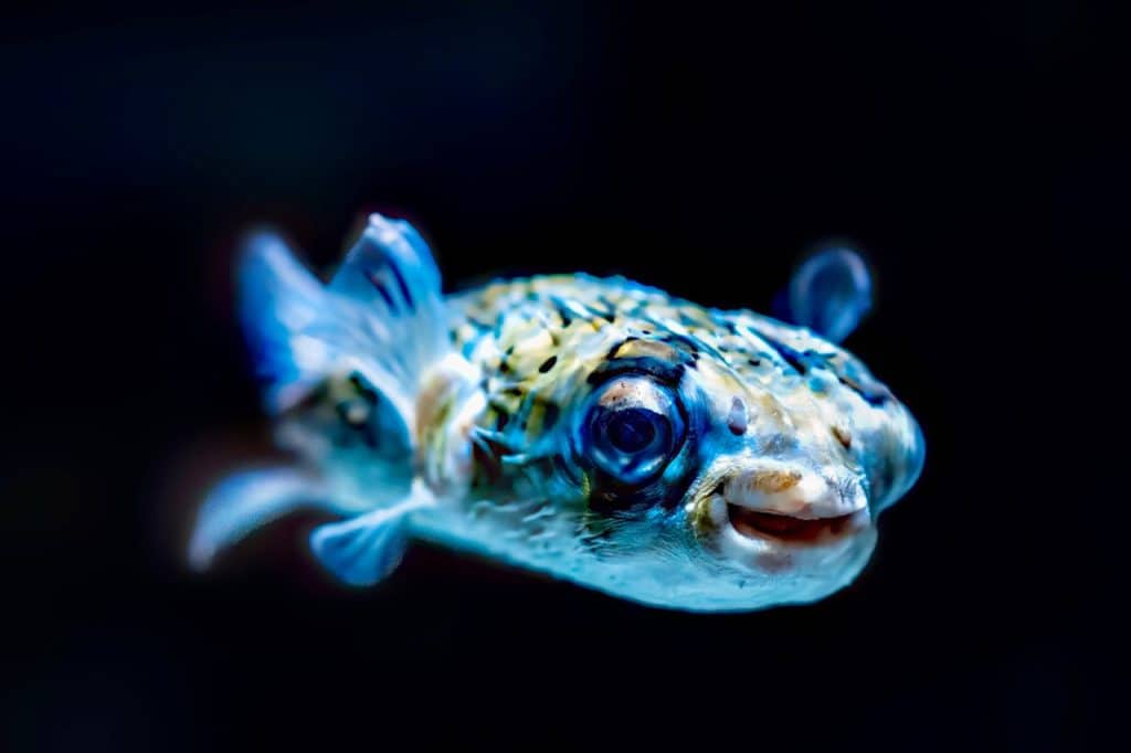 Close-up of Porcupine Pufferfish in the Aquarium
