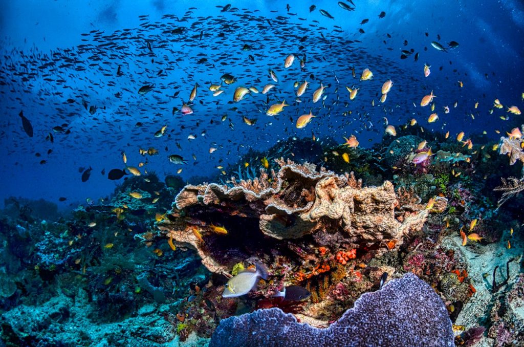 School of Fish in Water